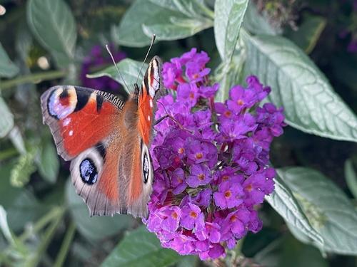 Hurra, Hurra der Lenz ist da!!!